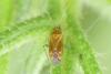 Plagiognathus chrysanthemi